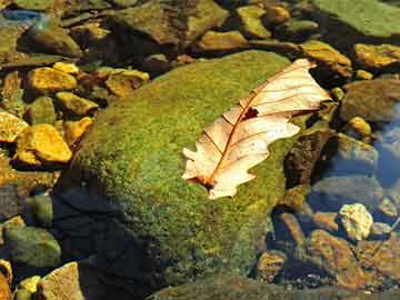 澳門(mén)四肖八碼期期準(zhǔn)免費(fèi)——揭開(kāi)犯罪的面紗，澳門(mén)四肖八碼期期準(zhǔn)犯罪面紗下的秘密揭秘