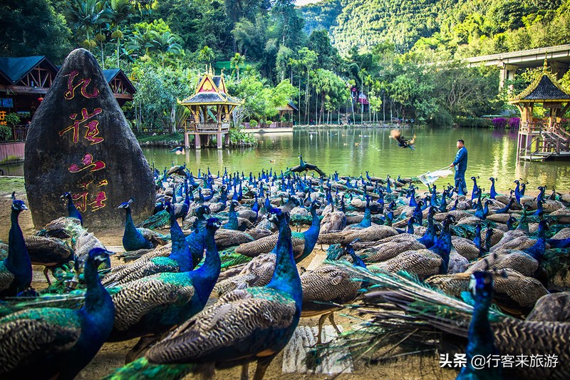 西雙版納旅游必去景點(diǎn)推薦——走進(jìn)神秘的熱帶雨林，西雙版納神秘?zé)釒в炅直赜尉包c(diǎn)推薦